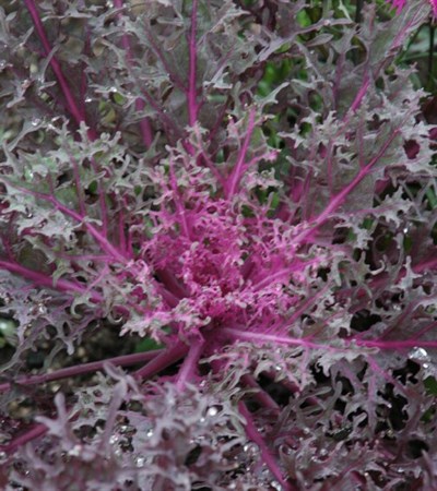 Kale Peacock Red